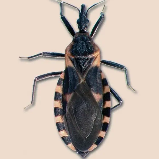 thumbnail for publication: Bed Bugs and Blood-Sucking Conenose